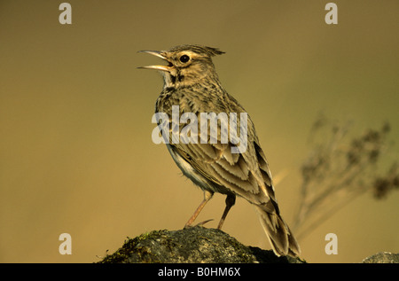 (Galerida cristata Crested Lark), le chant, le chant Banque D'Images