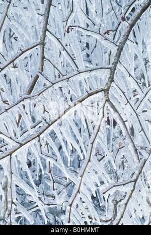 Branches couvertes de glace d'un pommier (Malus) après la pluie, le lac de Constance, Bade-Wurtemberg, Allemagne Banque D'Images