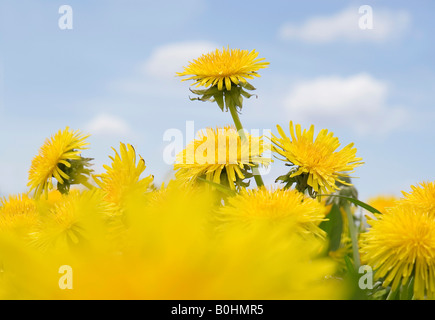 Le pissenlit (Taraxacum officinale) croissant sur un pré en mai, Forêt-Noire, Bade-Wurtemberg, Allemagne Banque D'Images