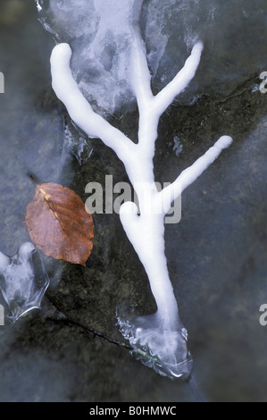 Recouvert de glace à côté d'un rameau de feuilles de hêtre séché (Fagus) dans un flux plus partiellement gelés, vallée de Kaltbrunnental, Baselland, Switzerl Banque D'Images