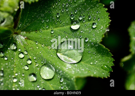 Gouttes d'eau, des gouttelettes se forment sur une feuille d'alchémille (Alchemilla vulgaris) Banque D'Images