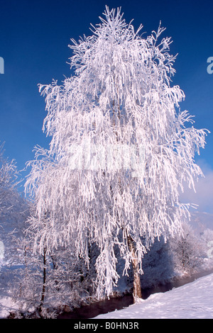 Le gel et la neige-couvertes de bouleau verruqueux (Betula pendula) dans Schlitters, vallée du Zillertal, Tyrol, Autriche, Europe Banque D'Images