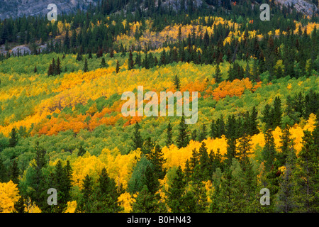 Forêt mixte, le tremble (Populus tremula), pin (Pinus) et les épinettes (Picea) dans la région de Kananaskis, Alberta, Canada Banque D'Images