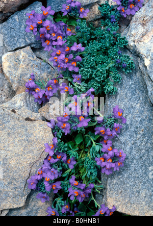 La linaire des Alpes (Linaria alpina), Parc National du Hohe Tauern, le Tyrol, Autriche, Europe Banque D'Images