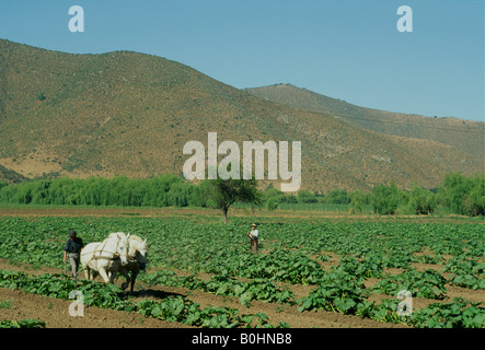 Un agriculteur laboure un champ avec un attelage de chevaux, au Chili. Banque D'Images