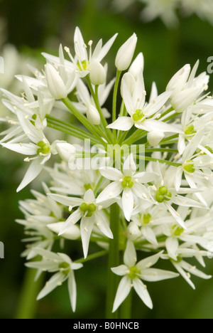 L'ail sauvage ou ail des ours (Allium ursinum), les jardins botaniques de l'Université d'Innsbruck, Autriche, Europe Banque D'Images