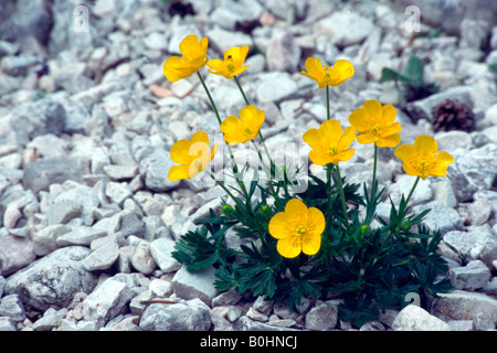 Mountain (Ranunculus montanus), le lac Lago di Braies, Bolzano-Bozen, Italie, Europe Banque D'Images