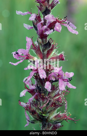 La Salicaire (Lythrum salicaria), Wörgl, Tyrol, Autriche, Europe Banque D'Images