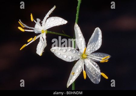 St Bernard's lily (Anthericum liliago), Tyrol, Autriche, Europe Banque D'Images