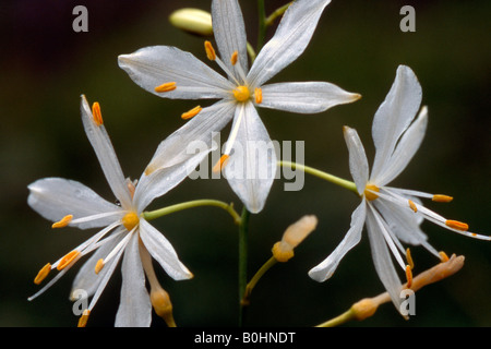 St Bernard's lily (Anthericum liliago), Tyrol, Autriche, Europe Banque D'Images