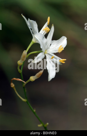 St Bernard's lily (Anthericum liliago), Vomperloch, le PMVD, Tyrol, Autriche, Europe Banque D'Images