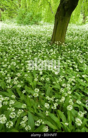 L'ail sauvage ou ail des ours (Allium ursinum), les jardins botaniques de l'Université d'Innsbruck, Autriche, Europe Banque D'Images