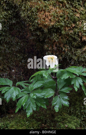 Anémone des bois (Anemone nemorosa), Gorge Tiefenbachklamm, Kramsach, Autriche, Europe Banque D'Images