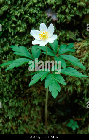 Anémone des bois (Anemone nemorosa), Tyrol, Autriche, Europe Banque D'Images