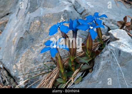 Gentiane printanière (Gentiana verna), Tyrol, Autriche, Europe Banque D'Images
