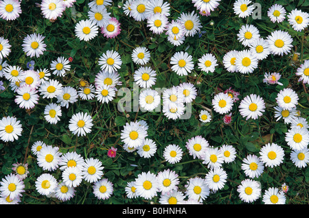 Marguerites sur un pré (Bellis perennis), d'Amérique du Tyrol, Autriche, Europe Banque D'Images