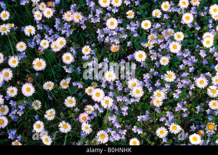 Pâquerettes (Bellis perennis), Ehrenpreis, Tirol, Autriche Banque D'Images