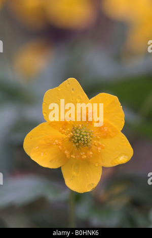 Bois jaune - ou l'anémone renoncule (Anemone ranunculoides), Stans, Tyrol, Autriche, Europe Banque D'Images