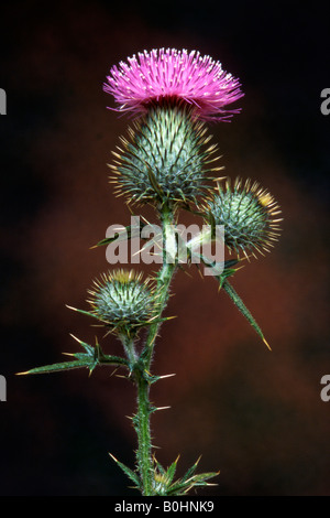 Cirse des champs (Cirsium vulgare) Banque D'Images