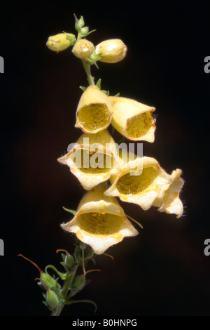 Grande digitale jaune (Digitalis grandiflora), Tyrol, Autriche, Europe Banque D'Images