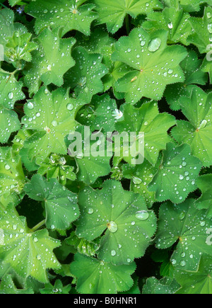 Gouttes de rosée, l'eau gouttes couverts un verdoyant jardin plante, Schwaz, Tyrol, Autriche, Europe Banque D'Images