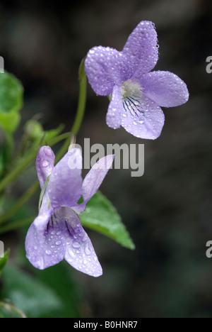 Bois communs ou Violet Violet Viola riviniana (chien), Vomper-Loch, gamme de Karwendel, Tyrol, Autriche, Europe Banque D'Images