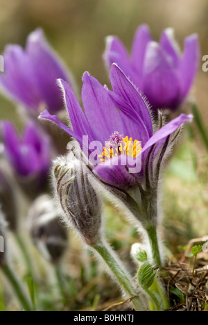 Innsbruck anémone pulsatille (Pulsatilla vulgaris ssp. oenipontana), 80331 München, Germany, Austria, Europe Banque D'Images