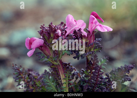 Kerner de Furbish (Pedicularis kerneri), Gamsgrube, Parc National du Hohe Tauern, Carinthie, Autriche, Europe Banque D'Images