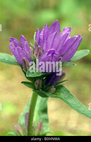 Bellflower Campanula glomerata (En cluster), Martinau, Lechtal, Tyrol, Autriche, Europe Banque D'Images