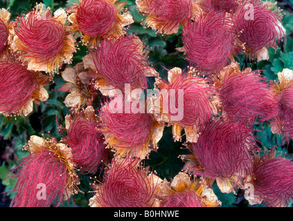 Creeping Avens (Geum reptans), Parc National du Hohe Tauern, le Tyrol, Autriche, Europe Banque D'Images