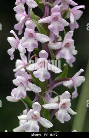 Orchidée parfumée (Gymnadenia conopsea), Martinau, Lechtal, Tyrol, Autriche, Europe Banque D'Images
