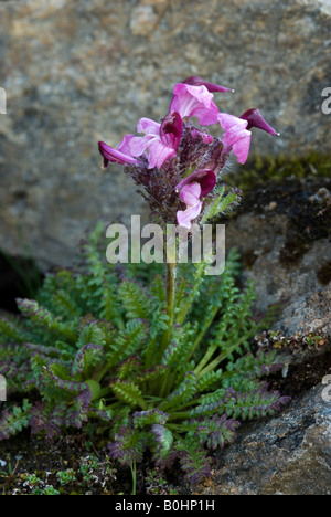 Kerner de Furbish (Pedicularis kerneri), Gamsgrube, Parc National du Hohe Tauern, Carinthie, Autriche, Europe Banque D'Images