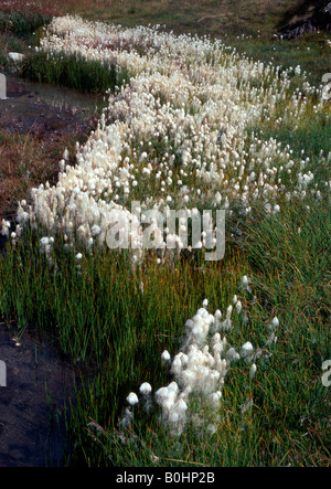 Les linaigrettes (Eriophorum scheuchzeri blanc), Alpes de Stubai, Tyrol, Autriche, Europe Banque D'Images