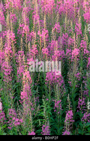 L'épilobe à feuilles étroites (Epilobium angustifolium), le PMVD, Tyrol, Autriche, Europe Banque D'Images