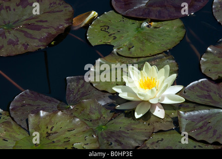 Bassin aux nymphéas et nénuphars (Nymphaea), les jardins du palais de Matzen, Tyrol, Autriche, Europe Banque D'Images