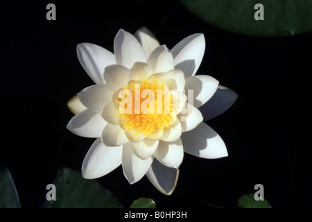 Nymphaea (nénuphar), Schwaz, Tyrol, Autriche, Europe Banque D'Images