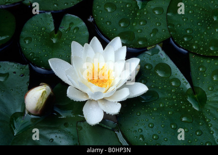 Bassin aux nymphéas et nénuphars (Nymphaea), Schwaz, Tyrol, Autriche, Europe Banque D'Images