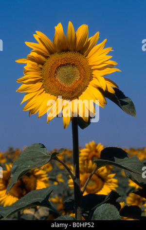 Champ de tournesol (Helianthus annuus), Assisi, Umbria, Italie, Europe Banque D'Images