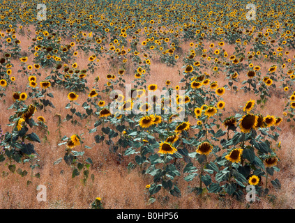 Champ de tournesol (Helianthus annuus), Assisi, Umbria, Italie, Europe Banque D'Images