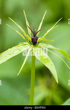 Herb Paris ou vrai-Lover's Knot (Paris quadrifolia), Tratzberg, Tyrol, Autriche, Europe Banque D'Images