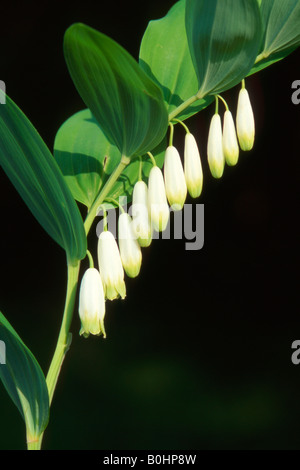 Le sceau de Salomon ou David's Harp (Polygonatum multiflorum), Tyrol, Autriche, Europe Banque D'Images