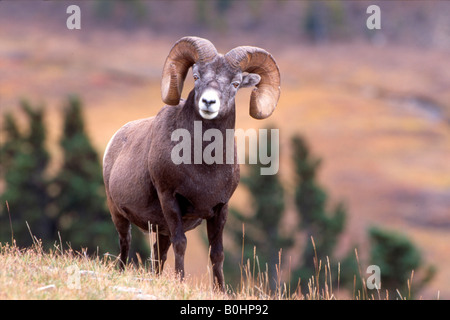 Bighorn (Ovis canadensis), col Sunwapta, Jasper National Park, Alberta, Canada Banque D'Images