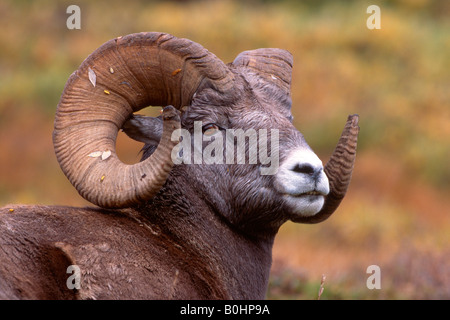 Bighorn (Ovis canadensis), col Sunwapta, Jasper National Park, Alberta, Canada Banque D'Images