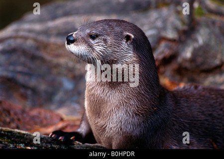 Eurasian loutre (Lutra lutra). Parc National de la forêt bavaroise, Bavaria, Germany, Europe Banque D'Images