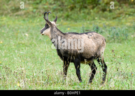 Chamois (Rupicapra rupicapra), Eng-Alm alpage, gamme de Karwendel, Tyrol, Autriche, Europe Banque D'Images