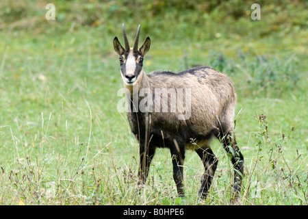 Chamois (Rupicapra rupicapra), Eng-Alm alpage, gamme de Karwendel, Tyrol, Autriche, Europe Banque D'Images