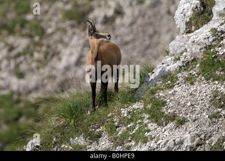 Chamois (Rupicapra rupicapra), Nachtsheim, gamme de Karwendel, Tyrol, Autriche, Europe Banque D'Images