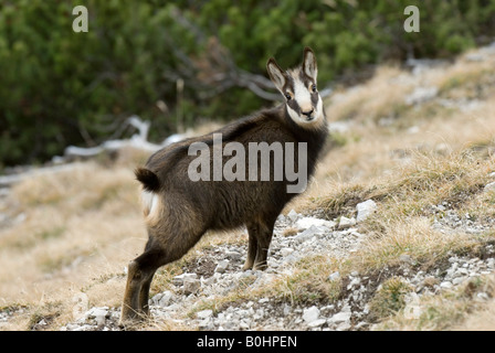 Chamois (Rupicapra rupicapra), Nachtsheim, gamme de Karwendel, Tyrol, Autriche, Europe Banque D'Images