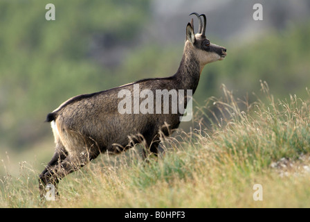 Chamois (Rupicapra rupicapra), Nachtsheim, gamme de Karwendel, Tyrol, Autriche, Europe Banque D'Images