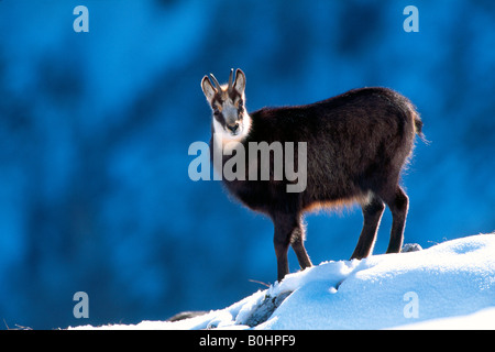 Chamois (Rupicapra rupicapra), Nachtsheim, gamme de Karwendel, Tyrol, Autriche, Europe Banque D'Images